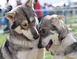 Northerninuit Have A Very Loving Nature Northern Inuit Dog Wolf Dog Dogs