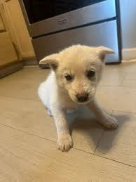 Posting with permission, thank you Sophia! I have 6 puppies that I need to  rehome. The momma is a husky mix that was dumped. Dad is probably a pit. 4  males and