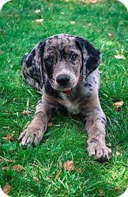 One of the world's newest dog breeds was unveiled this year in january by the american kennel club (akc), the world's largest dog registry, marking the club's 197th breed. Tara Lewallen Lewallen89 Profile Pinterest