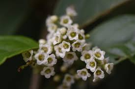 Image result for Maesa lanceolata