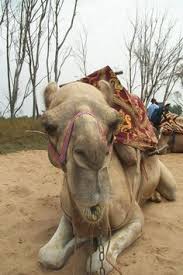Dubai to hold 'first camel marathon'. Camel Robot Camelrobot Profile Pinterest