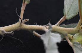 Image result for Melhania virescens