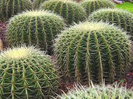 The oval shaped objects with dark areas in the middle are stomata, the pores through which cacti and other plants breath. 16 2e Photorespiration And C4 Plants Biology Libretexts