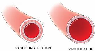 ADAPTACIONES CARDIOVASCULARES DURANTE EL EJERCICIO