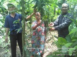Kesimpulan tanaman vanili (vanila planifolia) merupakan tanaman tahunan yang tergolong dalam jenis tanaman anggrek dari suku (famili) anonim, 2014. Petani Dermaji Kembali Budidaya Vanili Di Musim Tanam 2018 Desa Dermaji