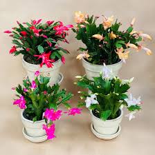 The right care in summer 2 how to get a christmas cactus to bloom christmas cactus blooms once a year around christmas. Christmas Cactus Going Fast Sjn
