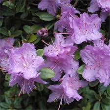 Pin On Hardiness