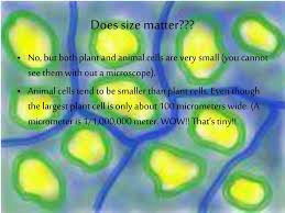 Check spelling or type a new query. Ppt Plant And Animal Cells Powerpoint Presentation Free Download Id 1091538