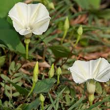 Image result for Merremia