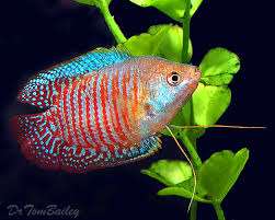 They also belong among the labyrinth fishes— which can breathe directly from the air with no effort. Gourami For Sale Aquariumfish Net