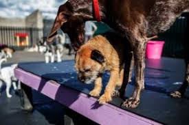 Find affordable dog boarding on care.com, the world's largest website for care. Dog Boarding Cost Philadelphia How Much To Board A Dog Fairmount Pet Service