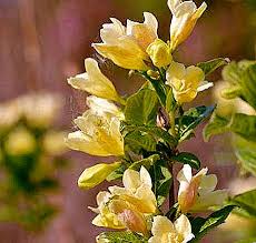 We did not find results for: Weigela Nella Regione Di Mosca Semina E Cura Tipi E Varieta Natura 2021