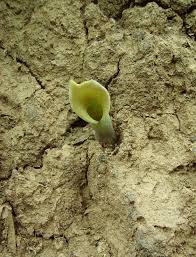 Image result for Stylochaeton puberulus