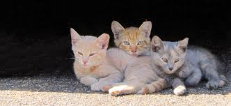 Compared to a normal box trap, cats are not as wary of going in and so don't need to be as hungry. Community Cat Resources And Trap Neuter Return Richmond Spca