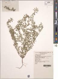 Image result for Euphorbia ophthalmica