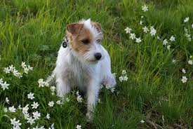 Endocarditis (an infection of the heart valves). Dog Heart Murmur Life Expectancy Guide