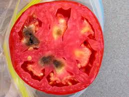 The white tissue might be expressed only in the area of the fruit just beneath the calyx or, in extreme cases, through the entire depth of the fruit. Tomato Fruit Problems