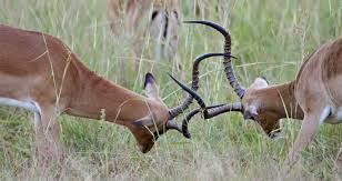 A fixed or established mode of procedure or course of life, usually dull or unpromising: Rut Mammalian Reproduction Wikipedia
