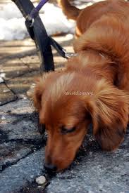 4 Month Old Red Long Haired Dachshund Puppy Downtown New York City Dog Walker Pictures 4 City Dog Cute Small Dogs Dachshund Puppy Long Haired