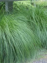 Check spelling or type a new query. Sporobolus Heterolepis Bluestone Perennials Ornamental Grasses Grasses Landscaping Grasses Garden