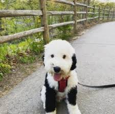 Happytail puppies are bred for excellent health & temperament. Mini Sheepadoodle For Sale Top 7 Breeders 2021 We Love Doodles