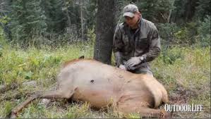 Gutless Method To Debone An Elk Great Video Of A Solo Gutless Debone The Entire Elk Is Broken Down In Just Elk Hunting Tips Elk Hunting Elk Hunting Videos