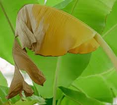 Image result for Musa sp. (Ornamental bananas)