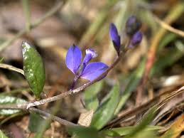Image result for Polygala melilotoides