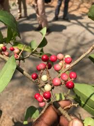 Image result for Embelia schimperi