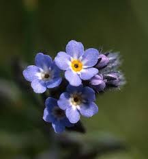 Caring for the poor, disabled, and needy. Alaska State Flower Alpine Forget Me Not