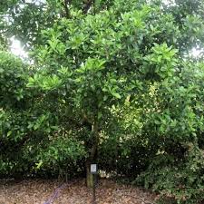 Image result for Diospyros chamaethamnus