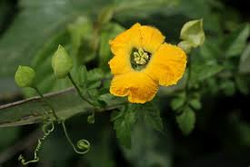 Image result for Momordica cardiospermoides