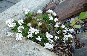 Image result for Aspilia natalensis