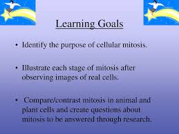 Maybe you would like to learn more about one of these? Why Do Cells Need To Reproduce Ppt Download