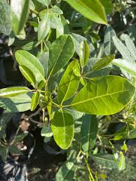 Image result for Tabebuia heterophylla