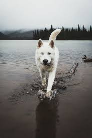 Kurt Wolf Hayvan Photo Resim Photograpy Animal Fotograf Bozkurt Anitkabir Nutuk Erdogan Suriye Sondakika Ir Alaska Kurdu Sibirya Kurdu Hayvanlar