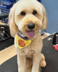 Kelsie Collins (@grooming_by_kelsie) • Instagram photos and videos