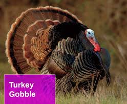 Turkey Gobble Sound Effect Free Mp3 Download Mingo Sounds