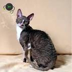 Found Cats in Ashburn, Virginia - Tabby Tracker