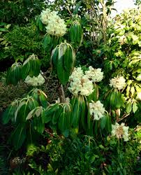 Rhododendron Falconeri Looking Absolutely Gorgeous Plants Garden Design Rhododendron