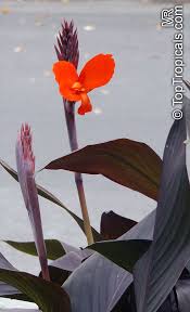 Image result for Canna indica