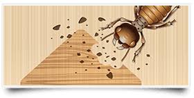 Brisbane building & pest inspections. Westinspect