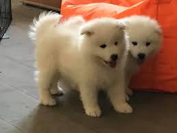 How expensive is domestic adoption? Samoyeds Love For Sale Male And Female Samoyed Puppies Facebook