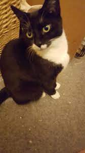 Pet Samaritans Home Facebook