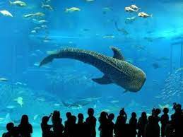 istanbul akvaryum compare ticket prices from different websites and save money on your visit