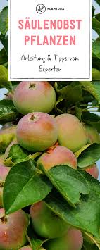 Saulenobst Pflanzen Sorten Vorgehen Plantura Obstbaume Pflanzen Pflanzen Obst