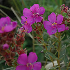 Image result for Dissotis