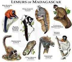 Lemurs Of Madagascar Poster Print In 2021 Madagascar Animals Animals Animals Wild
