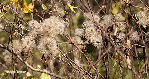Image result for Clematis brachiata