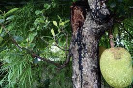 Some of the main fruit giving trees of kerala are mentioned here. Jackfruit Tree Plant Care Growing Guide